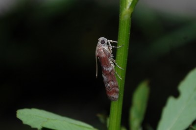 Phycita roborella
