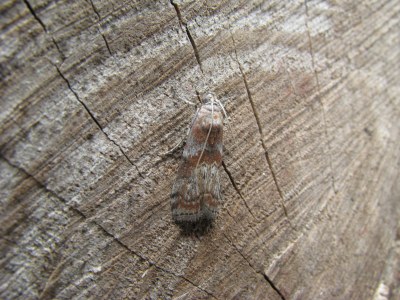 <i>Phycita roborella</i>