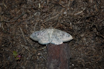 <i>Patania ruralis</i>