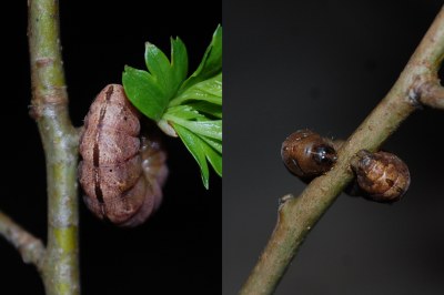 Noctuelle du Camérisier  (<i>Polyphaenis sericata</i>)