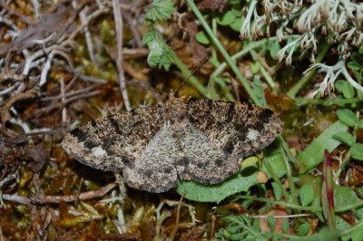 Boarmie frottée  (<i>Parectropis similaria</i>)