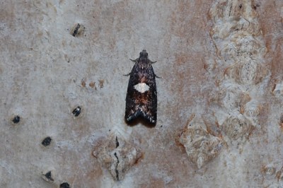 <i>Pammene spiniana</i>