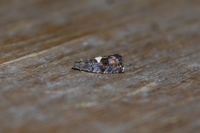 <i>Pammene spiniana</i>