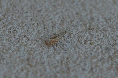 <i>Phyllonorycter tenerella</i>