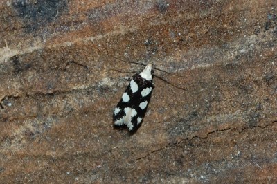 <i>Pseudotelphusa tessella</i>