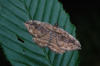 Phalène du Nerprun  (<i>Philereme transversata</i>)