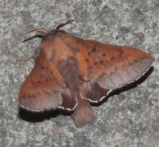 Petite Feuille-Morte 