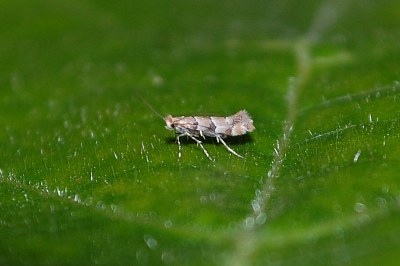 Phyllonorycter trifasciella