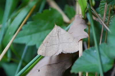 Paracolax tristalis