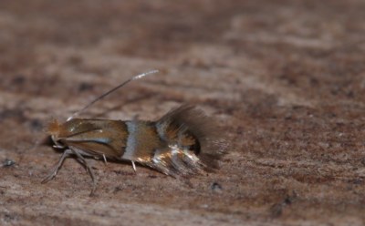 <i>Phyllonorycter ulmifoliella</i>