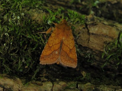 Chrysographe 