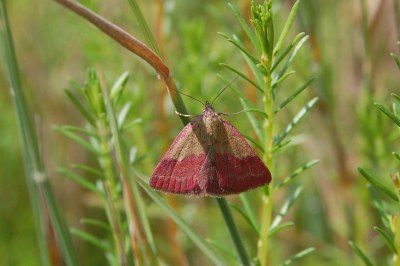 Phytometra viridaria