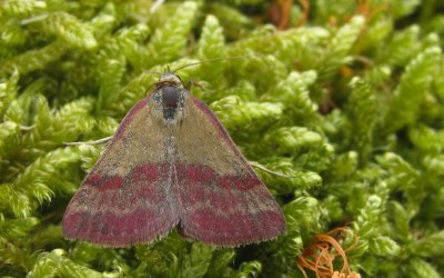Phytometra viridaria