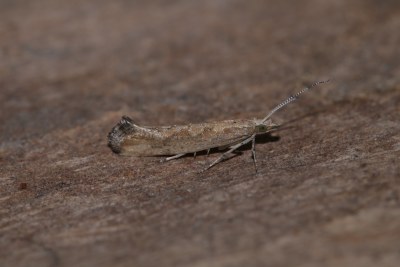 <i>Plutella xylostella</i>