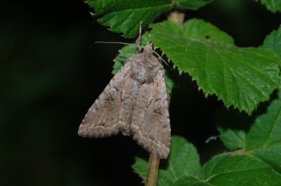 <i>Fissipunctia ypsillon</i>