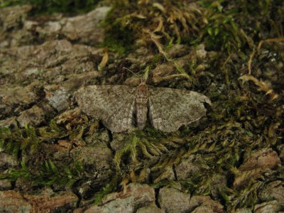 Pasiphila chloerata