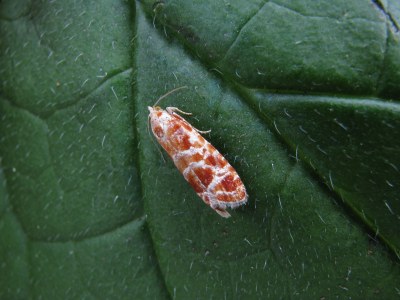 Rhyacionia pinicolana