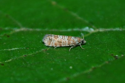 <i>Rhyacionia pinivorana</i>