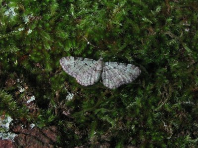 Pasiphila rectangulata