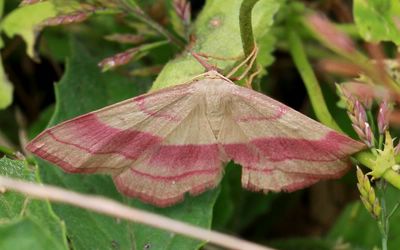 Rhodostrophia vibicaria