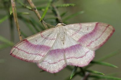 Rhodostrophia vibicaria