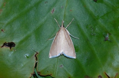 <i>Sclerocona acutella</i>