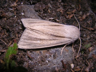 Noctuelle veineuse  (<i>Acronicta albovenosa</i>)
