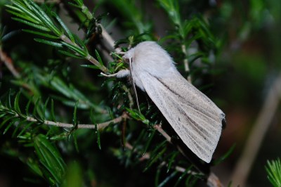 Acronicta albovenosa