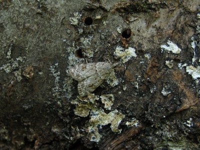Scoparia ambigualis