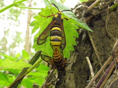 Sésie apiforme  (<i>Sesia apiformis</i>)