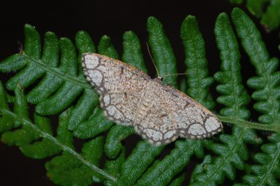 Stegania cararia