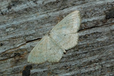 Scopula corrivalaria