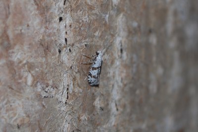 <i>Scythropia crataegella</i>