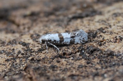 <i>Scythropia crataegella</i>