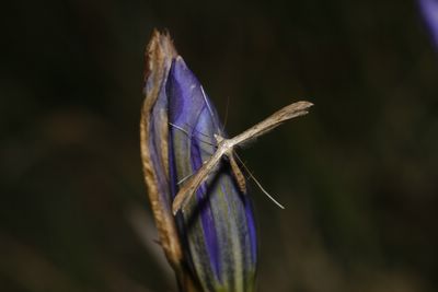 Stenoptilia failliei