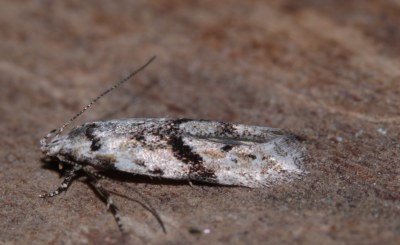 <i>Stenolechia gemmella</i>