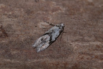 Stenolechia gemmella