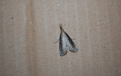Schoenobius gigantella