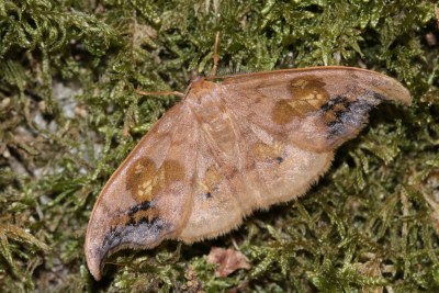 Sabra harpagula