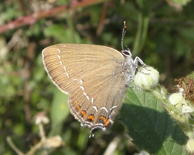 Thécla de l'Yeuse  (<i>Satyrium ilicis</i>)