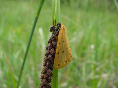 Setina irrorella