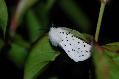 Spilosoma lubricipeda