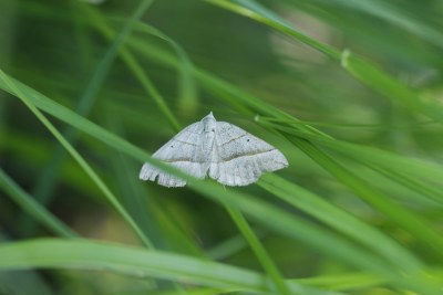 Scotopteryx luridata