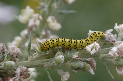 Cucullia lychnitis