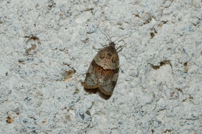 <i>Syndemis musculana</i>