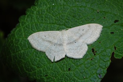 Acidalie étrille  (<i>Scopula nigropunctata</i>)