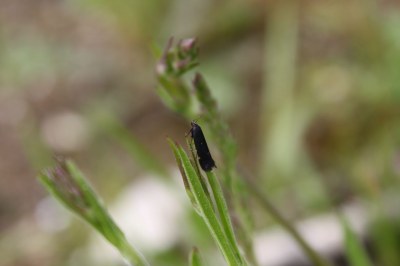 Aproaerema patruella