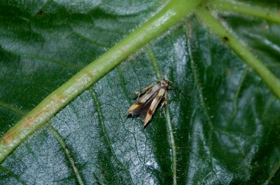 <i>Stathmopoda pedella</i>