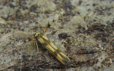 <i>Stathmopoda pedella</i>