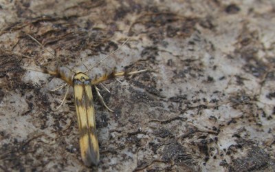 Stathmopoda pedella
